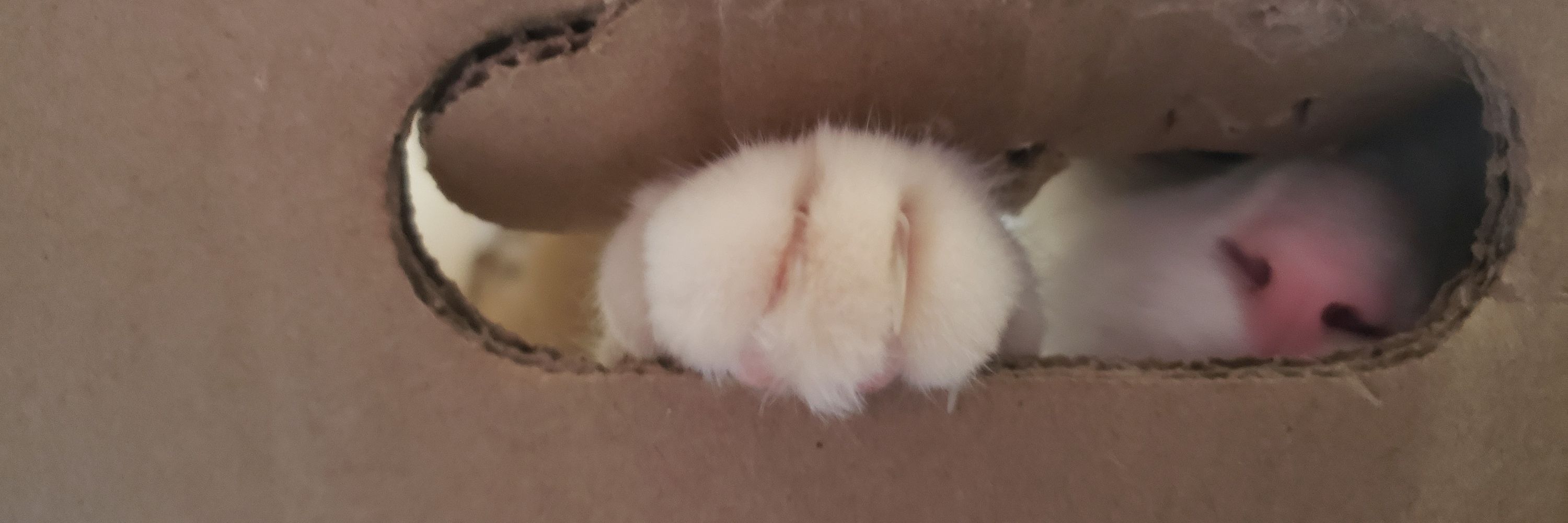 Faebun
