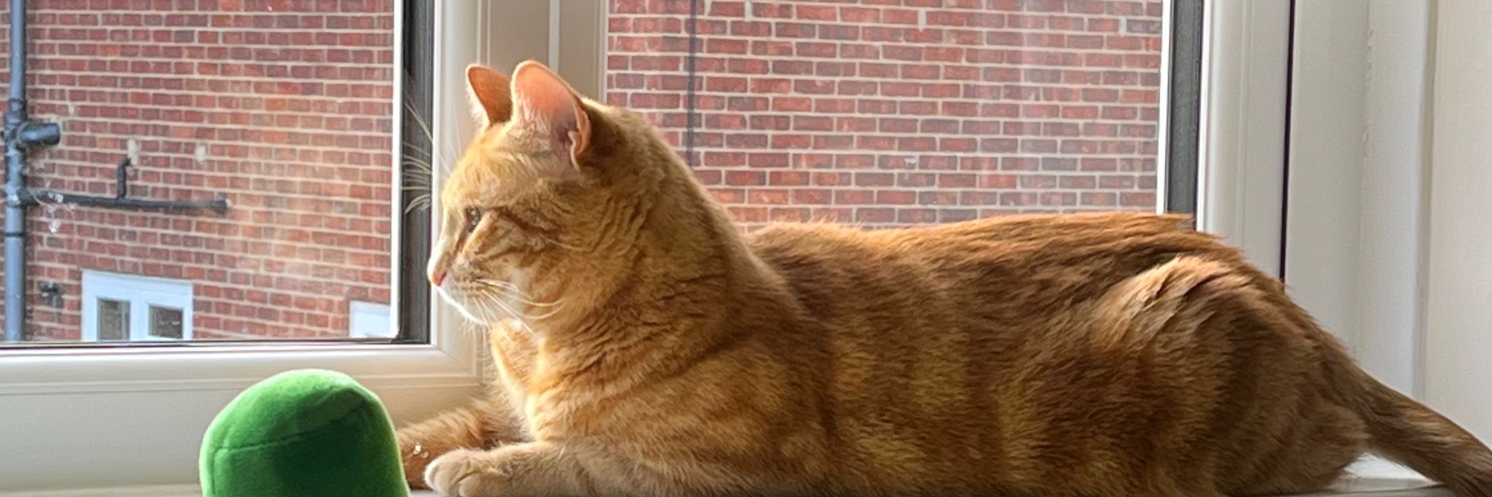 nacho :) 🐈