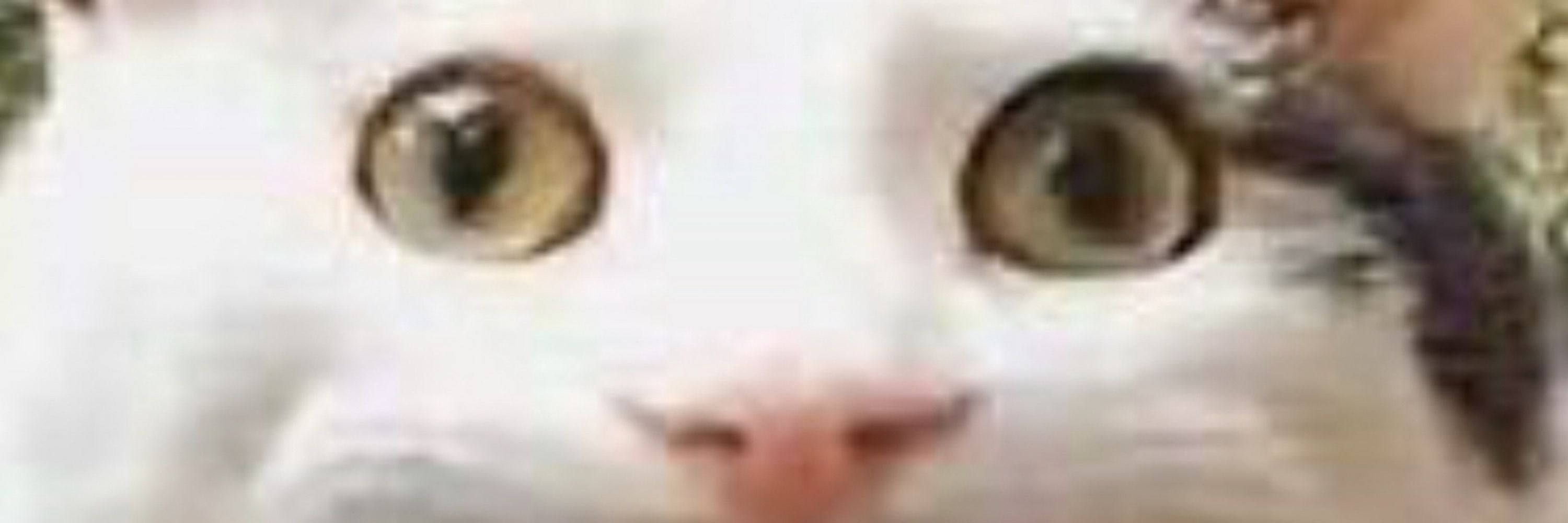 波乗りウルフ