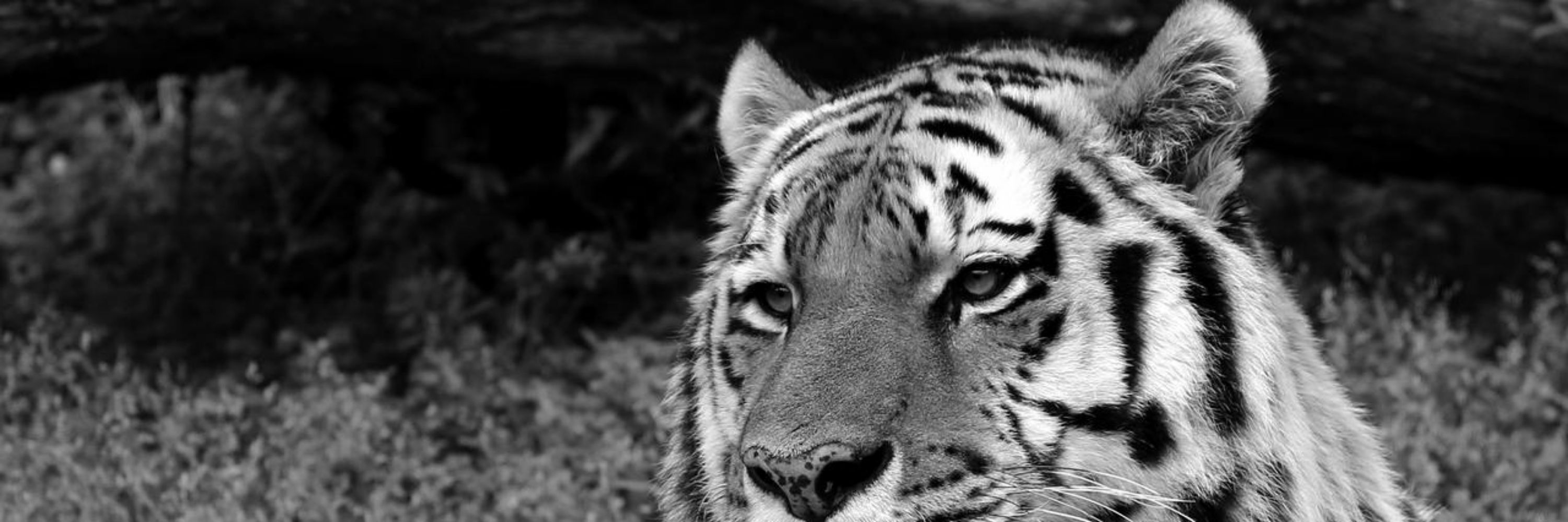 Steezy tiger boi mane