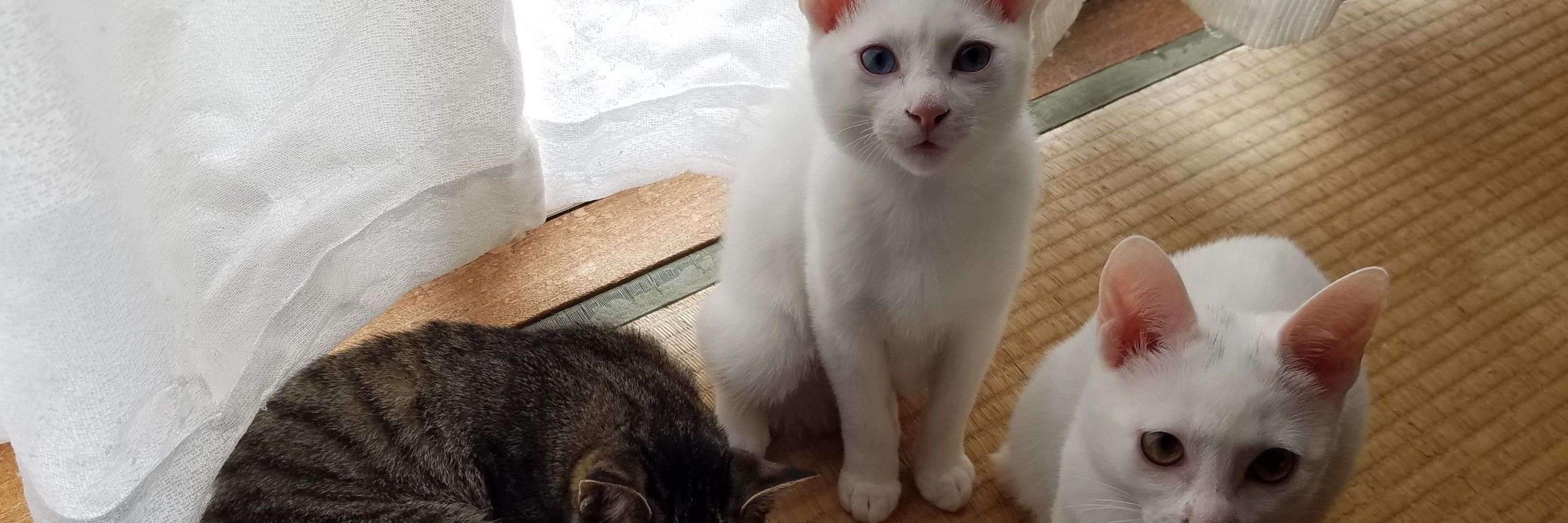 ハマー