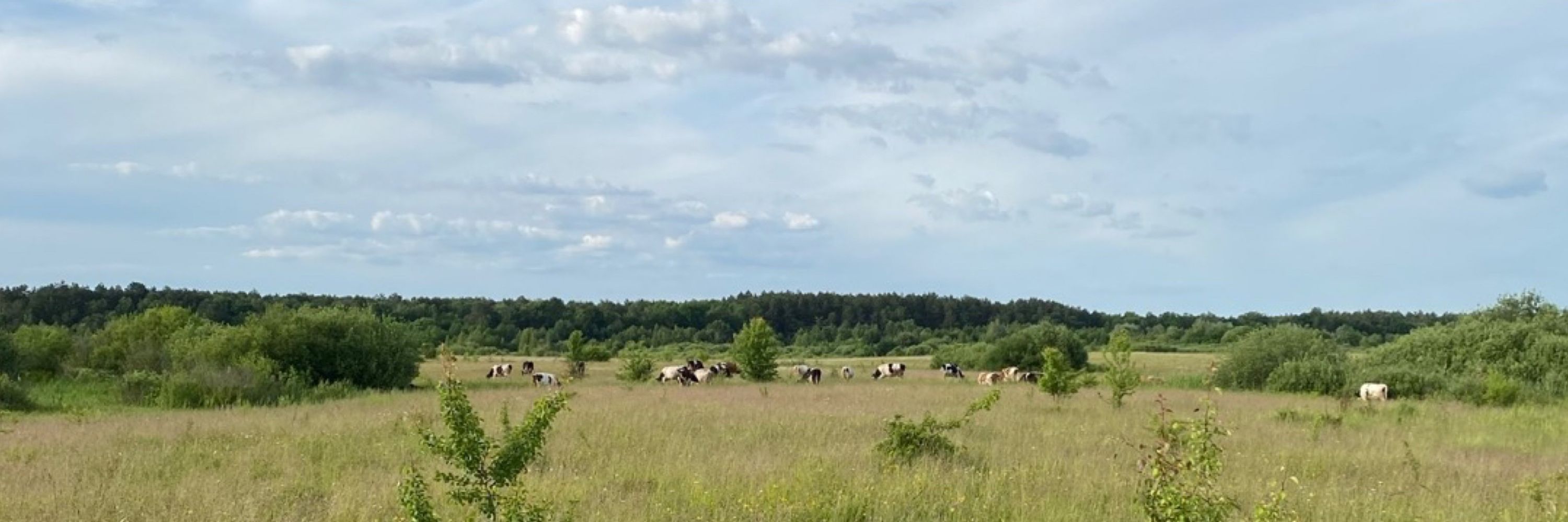 Іронічний 