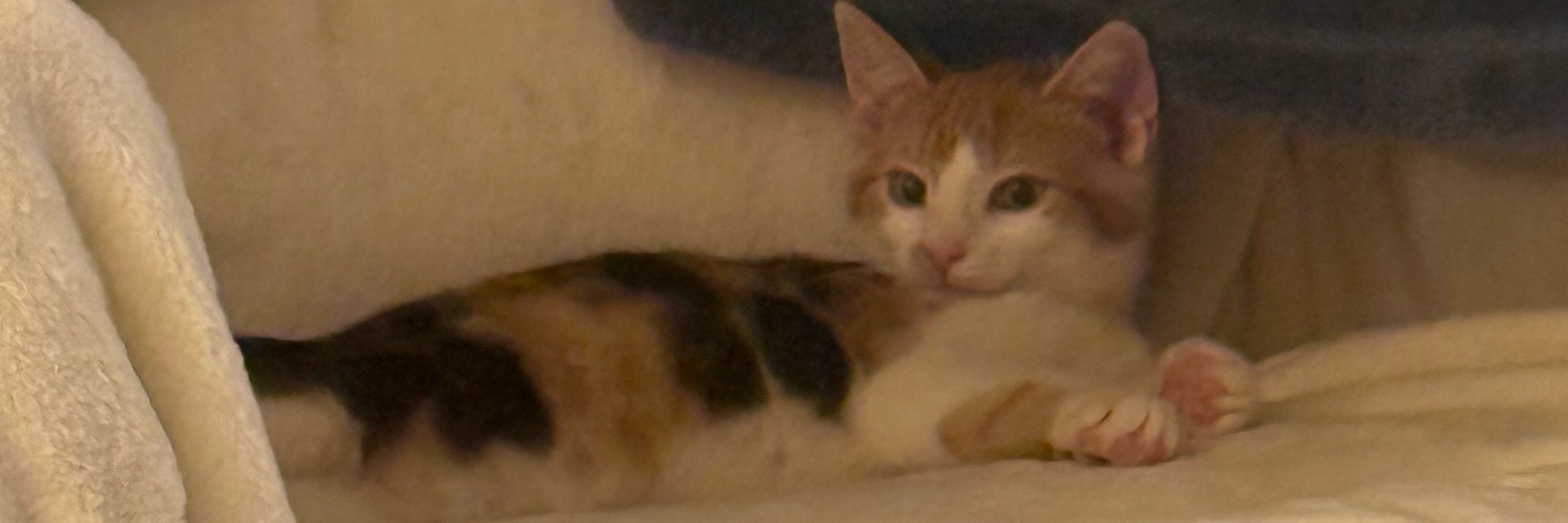 Anya