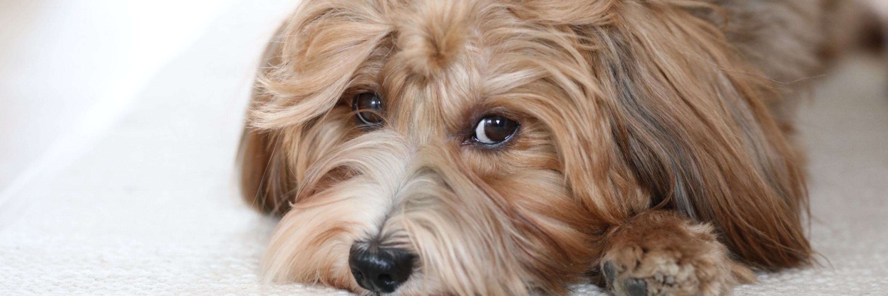 Ilo the Havanese