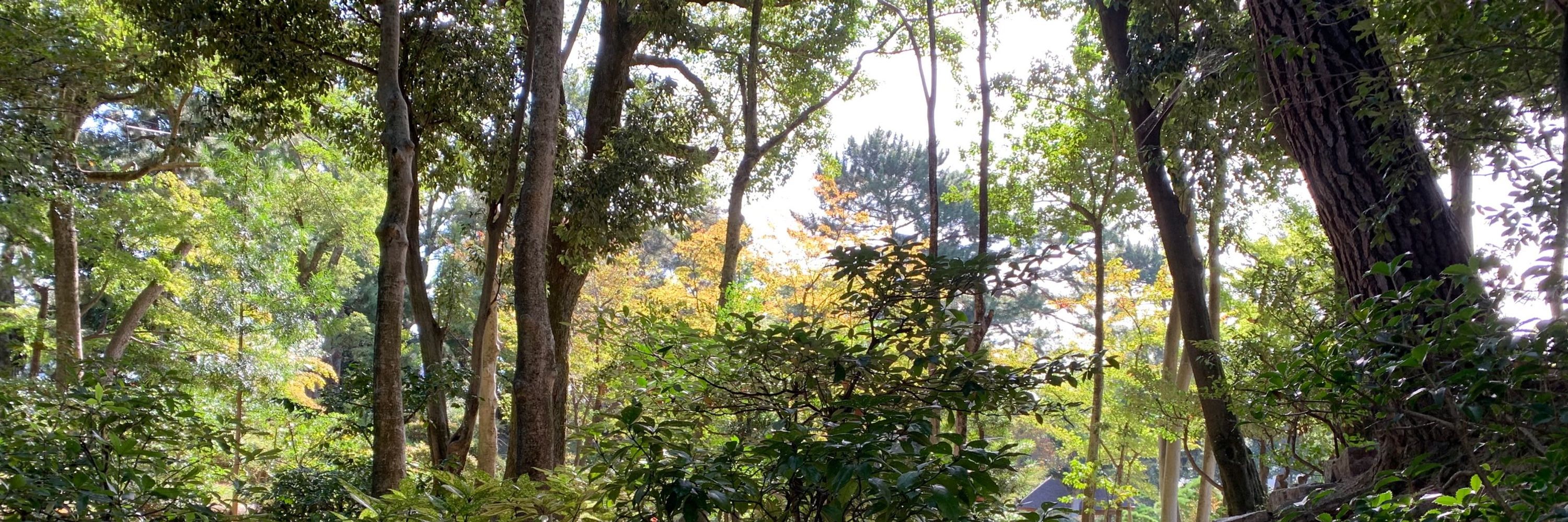 桃栗