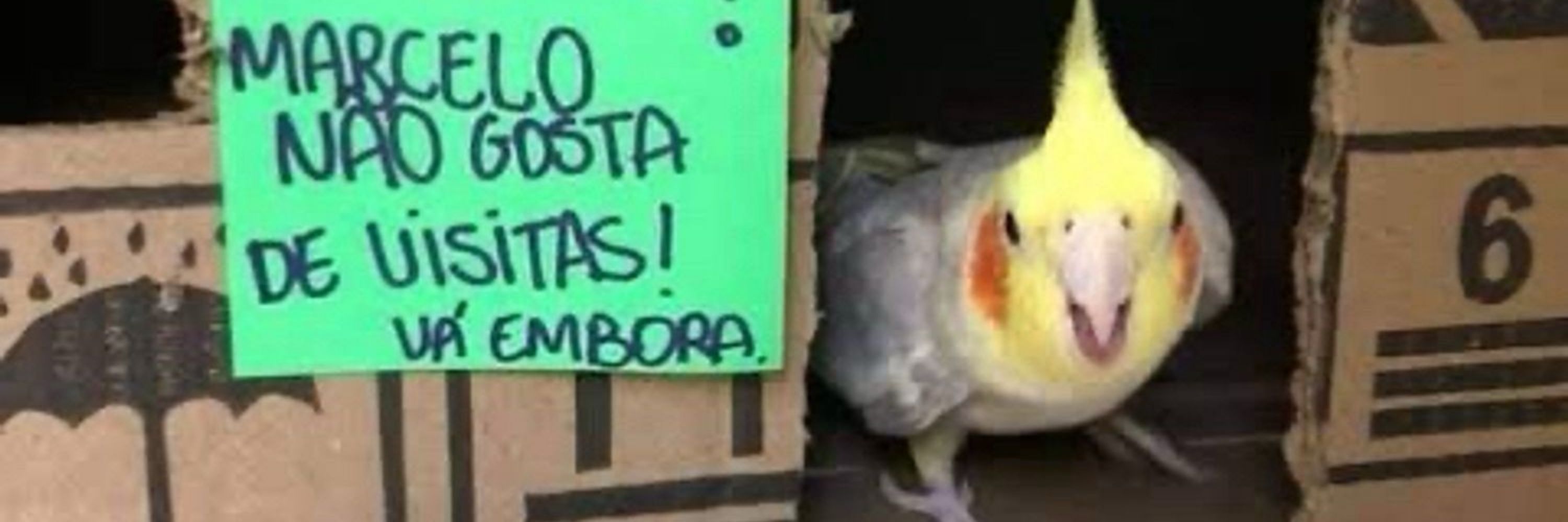 Marcelo Freitas