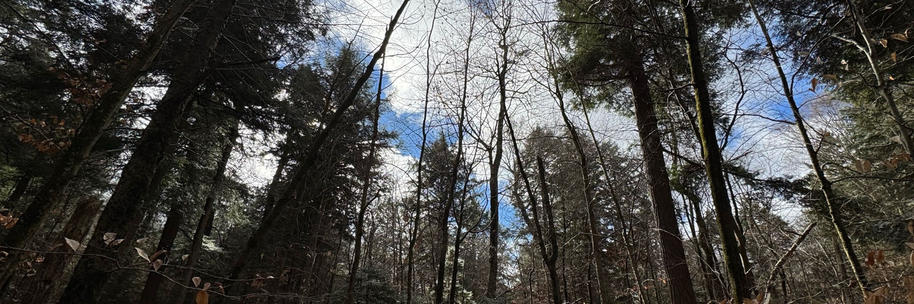 Treefisher