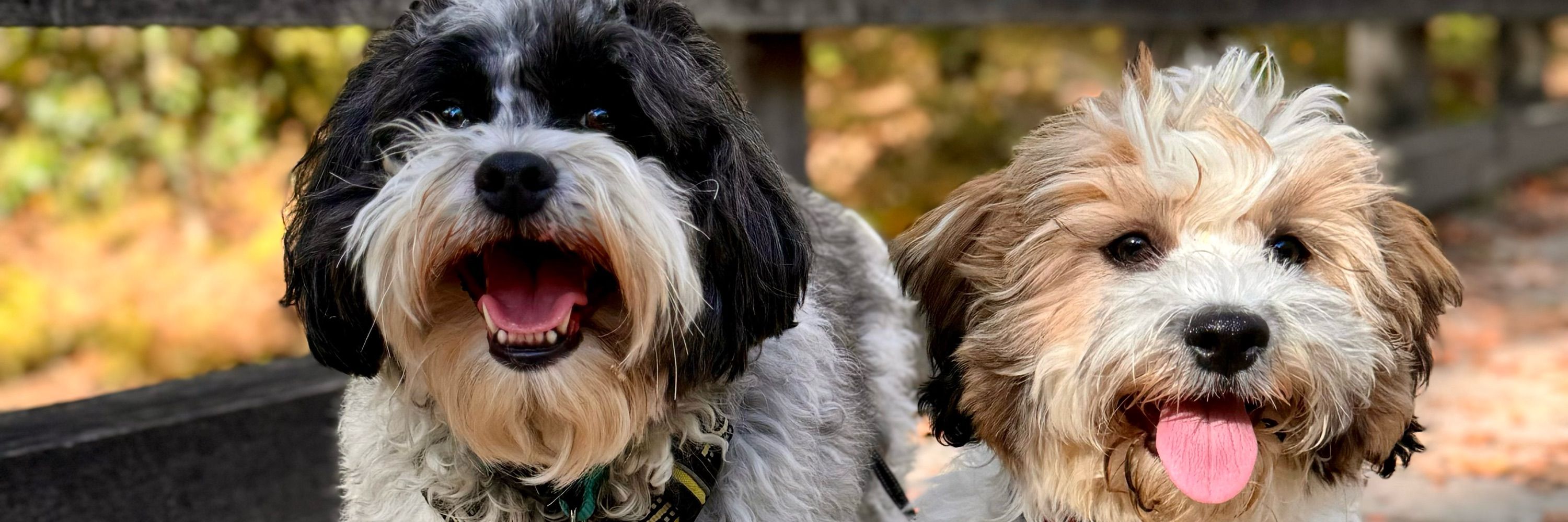 MustLoveDogs