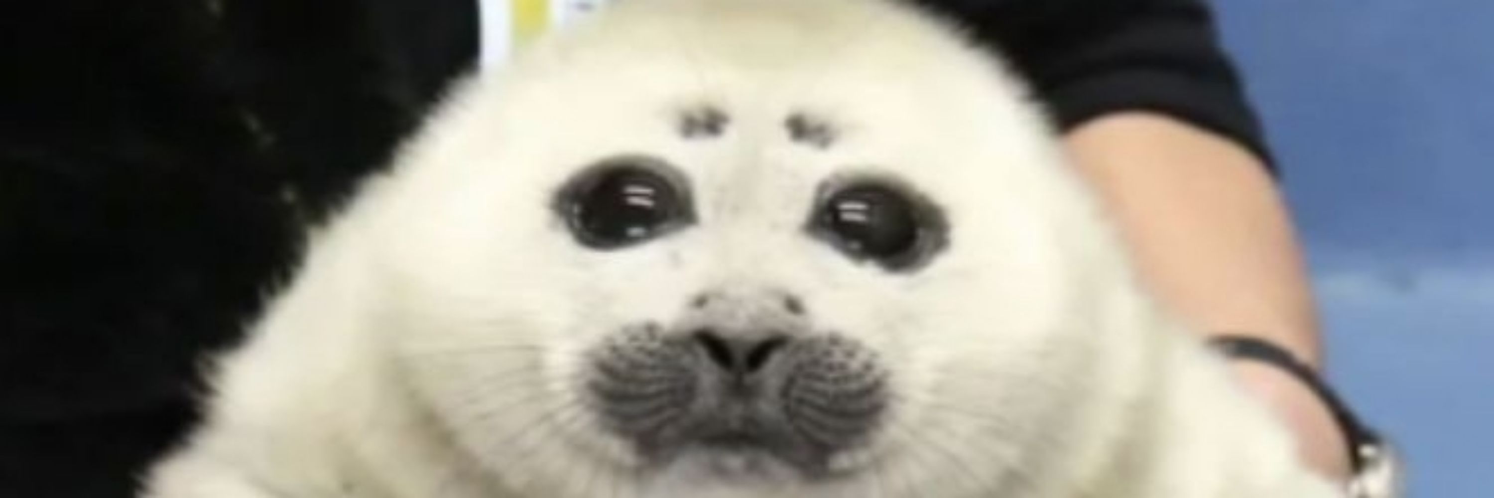 ᴋᴀʟᴇɴ