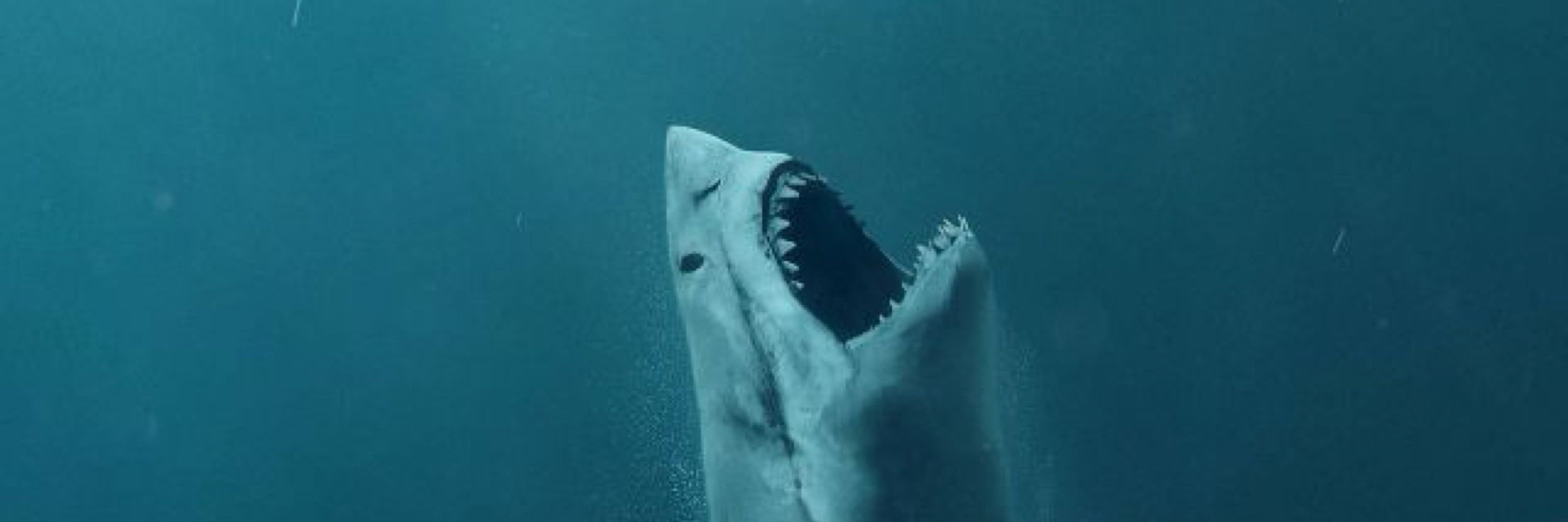 SharkBoii 🦈
