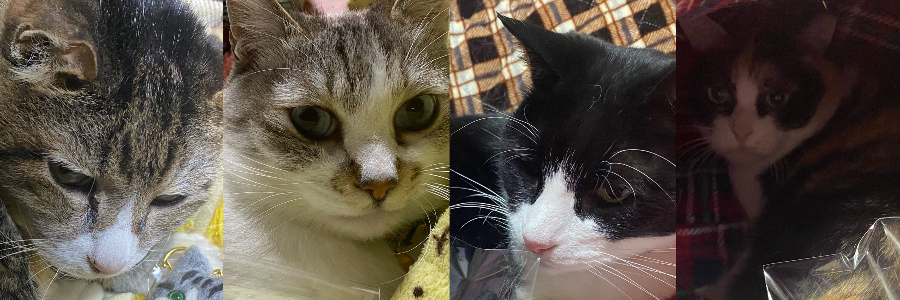 猫ろび丸™