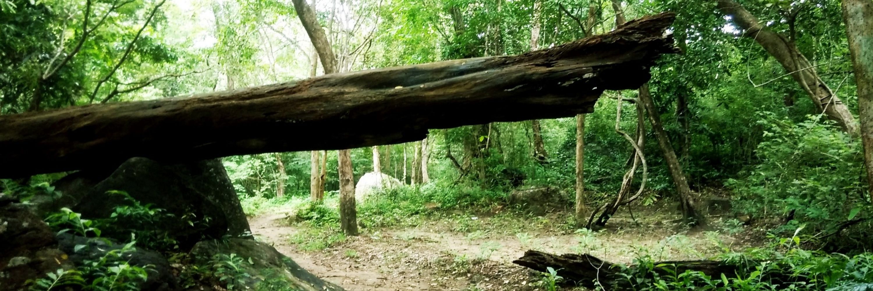 Bigmikeisasasquatch