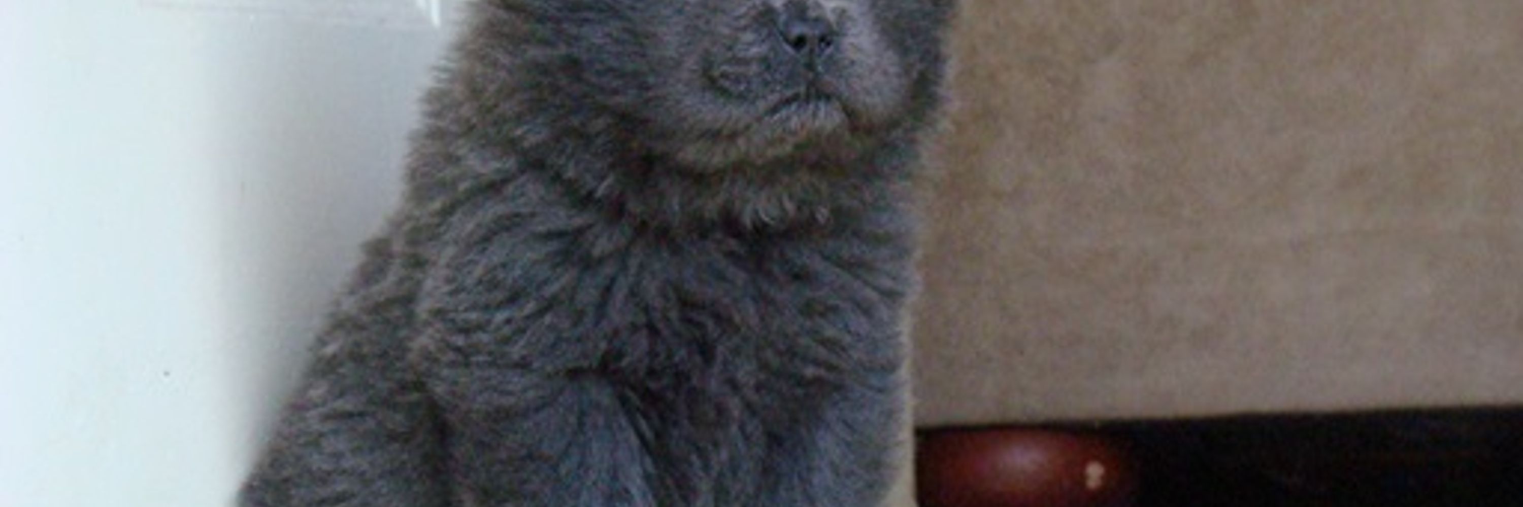 Blue Bear