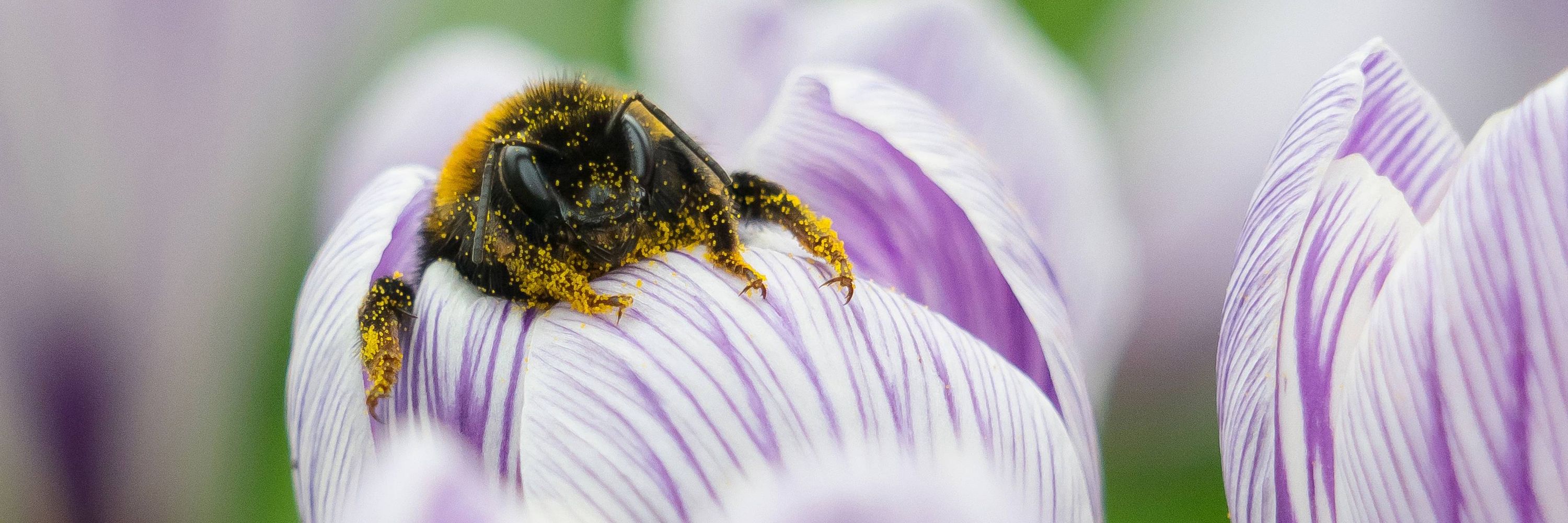 Bumblebee Conservation Trust