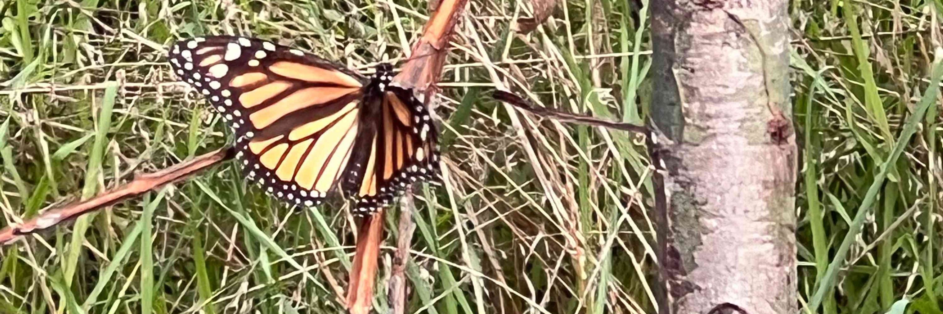 PROJECT MONARCH LA