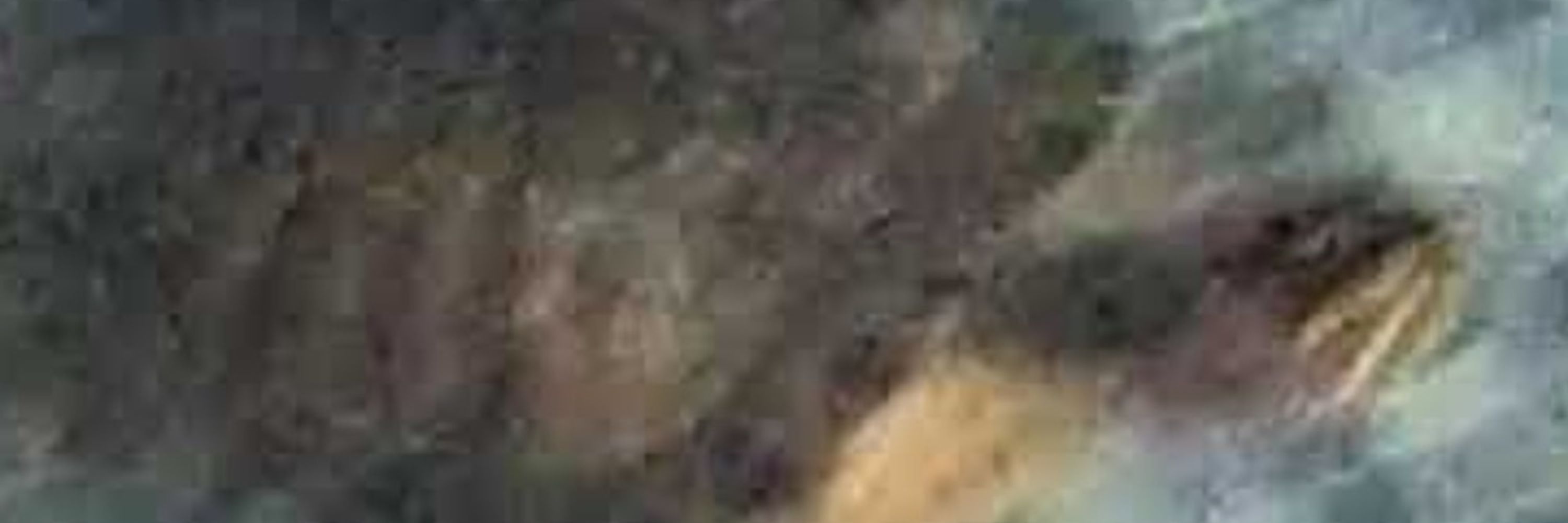 Dino