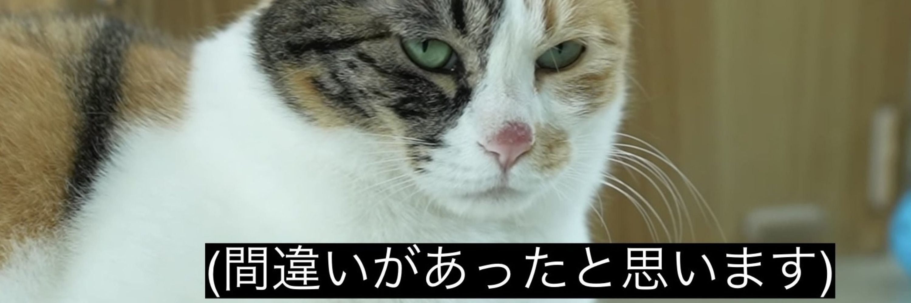  猫、