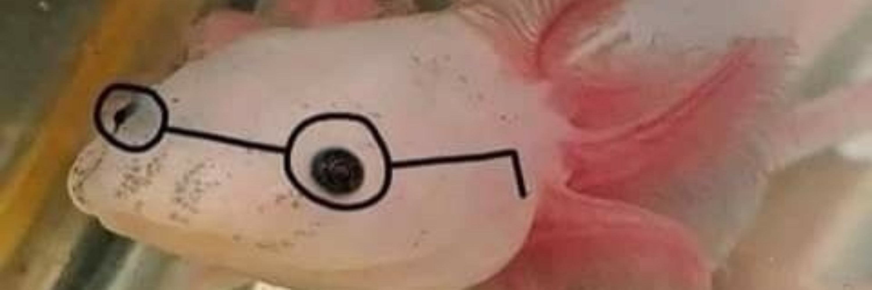 Jojo_axolotl