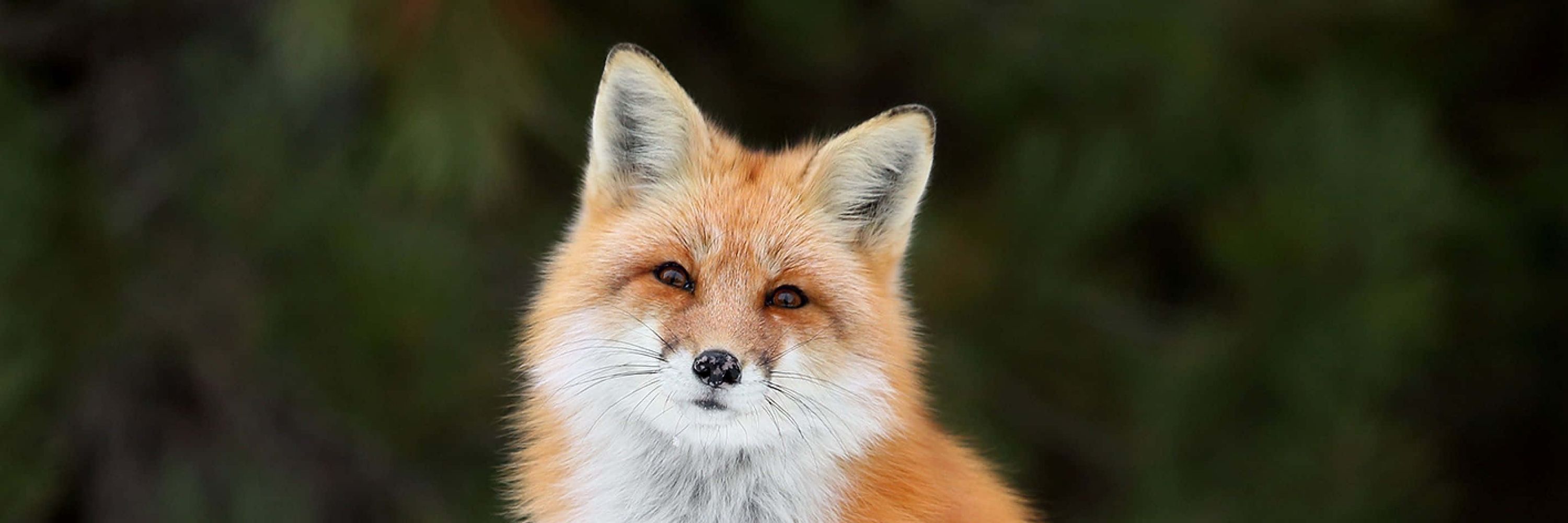 Boxyfoxy