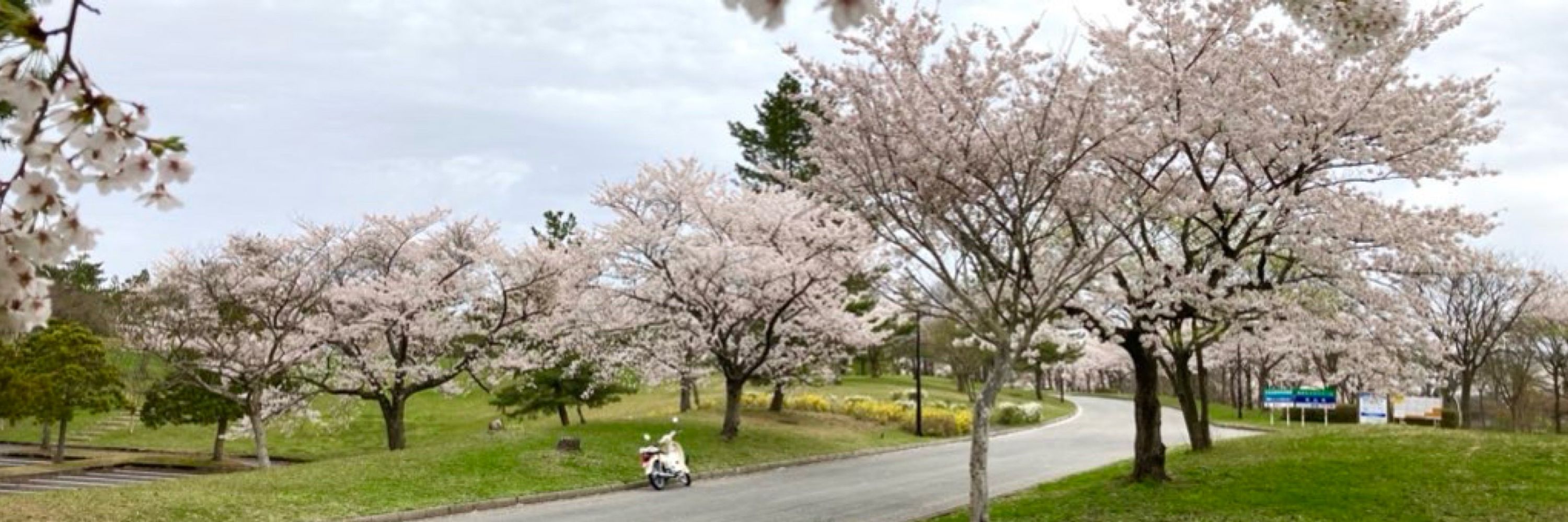カブ日和