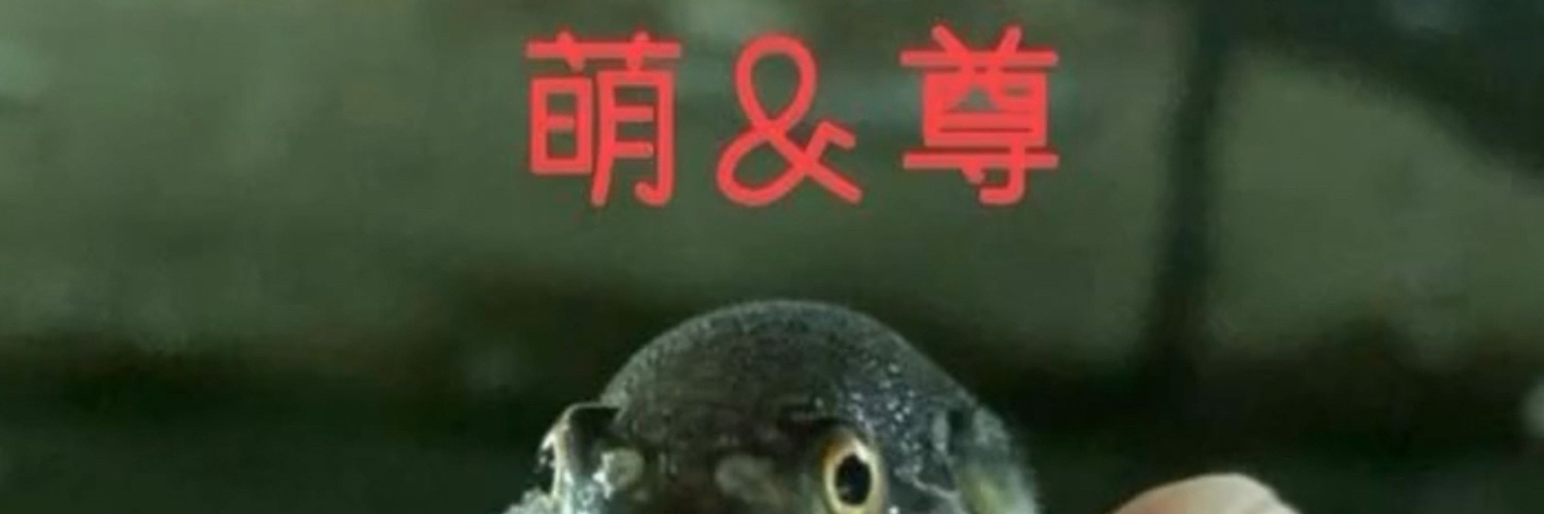 fish