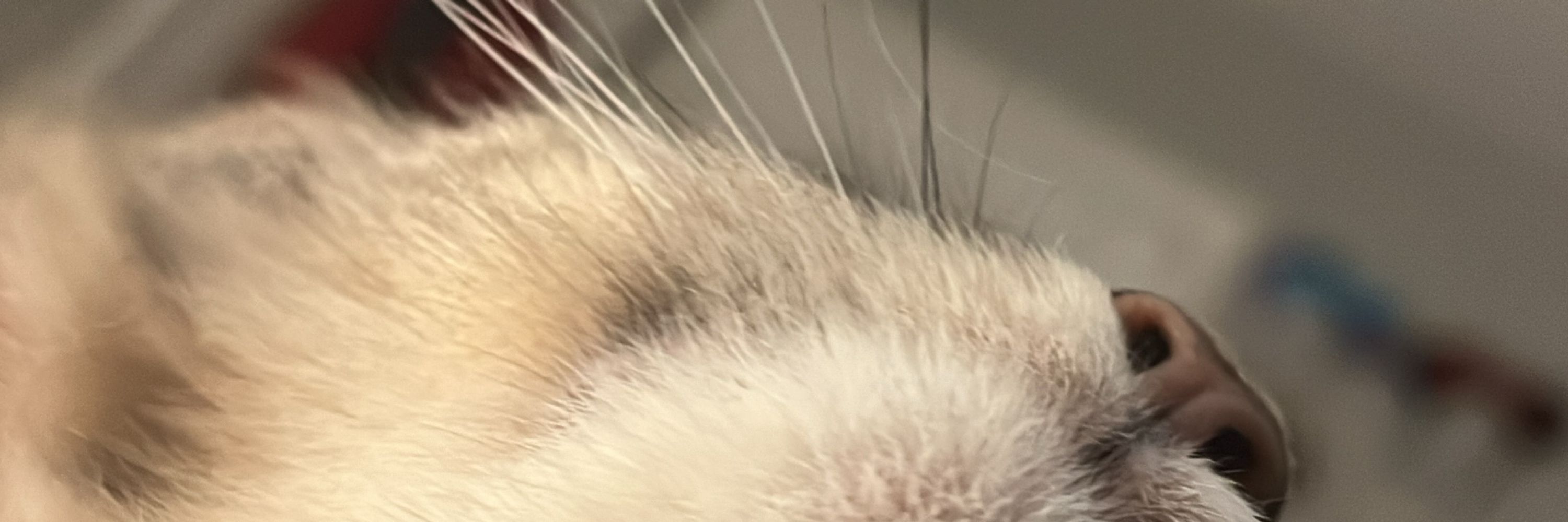 Sam