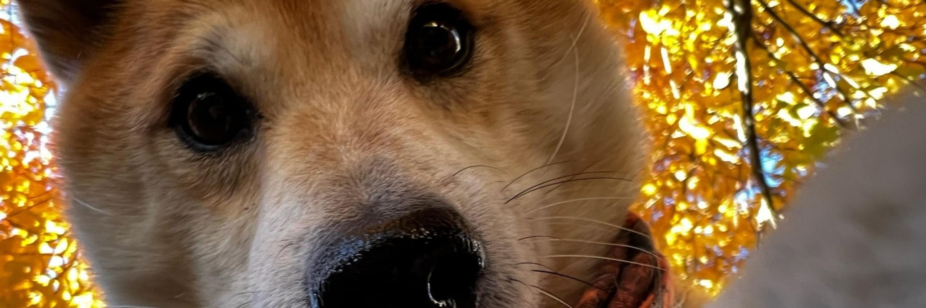 Probably A Dog