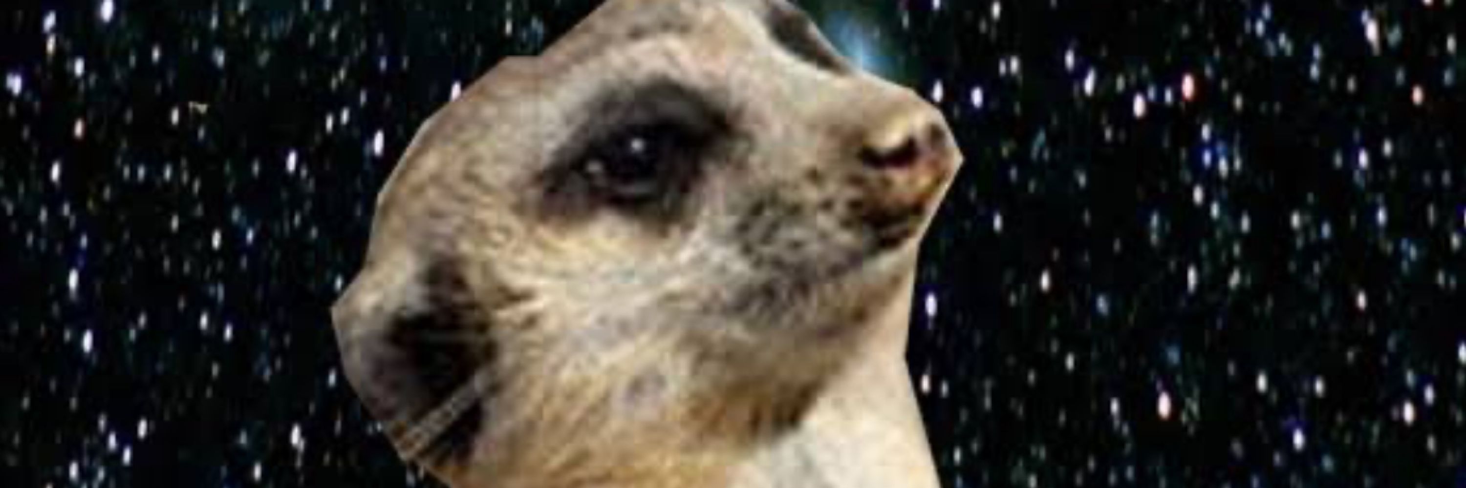 SURICATE SEBOSO 