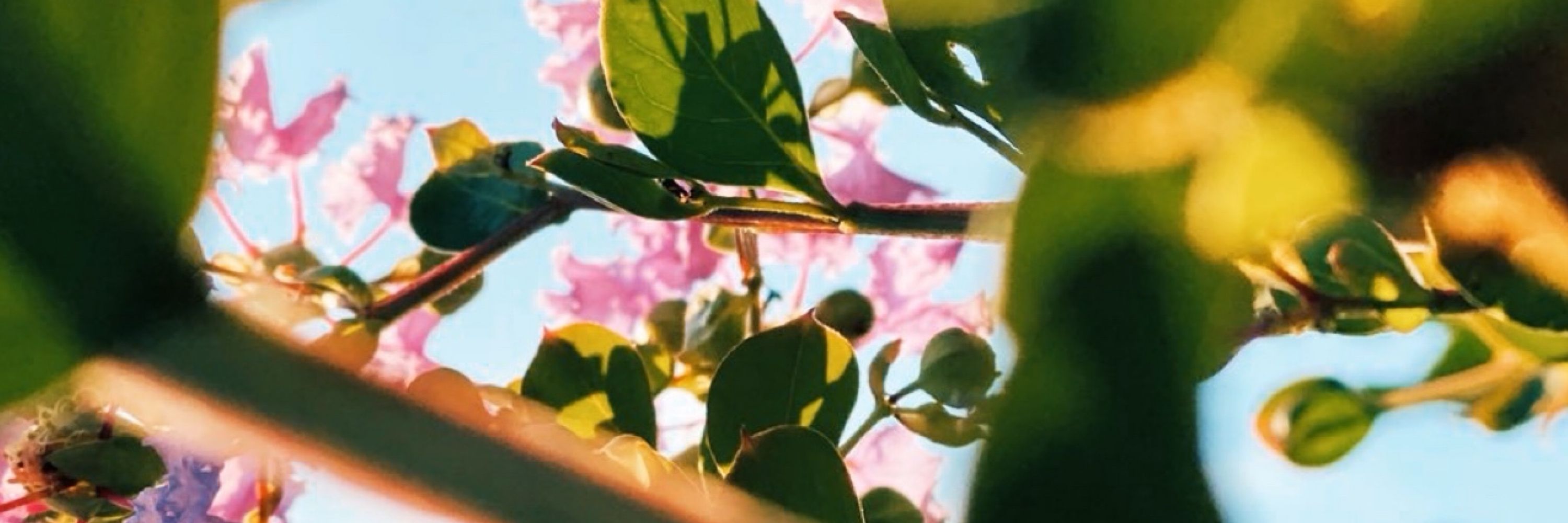 明方