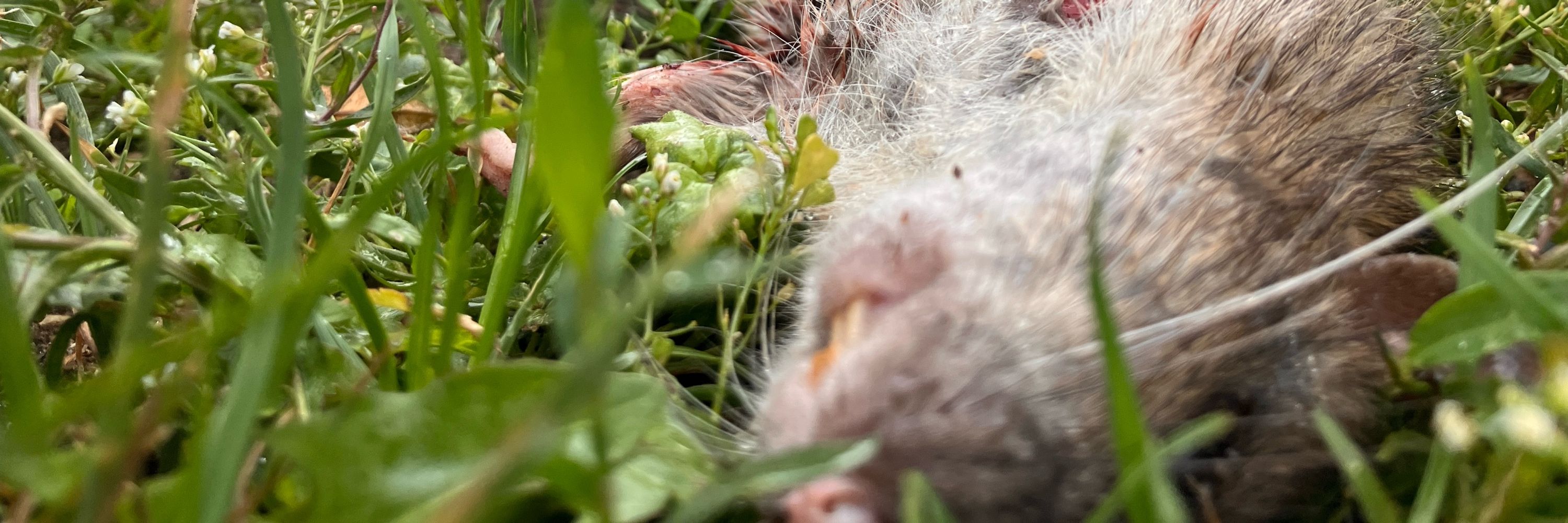 Dead Rats of Berlin 🐀💀🪦