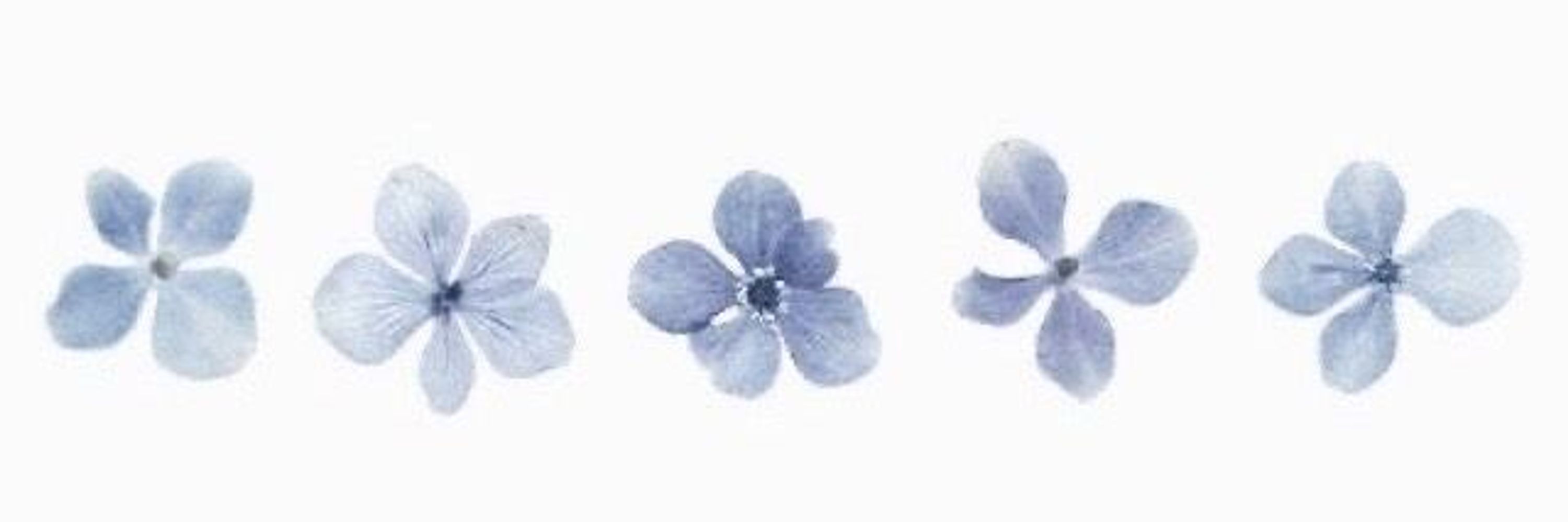 rose // edsky 