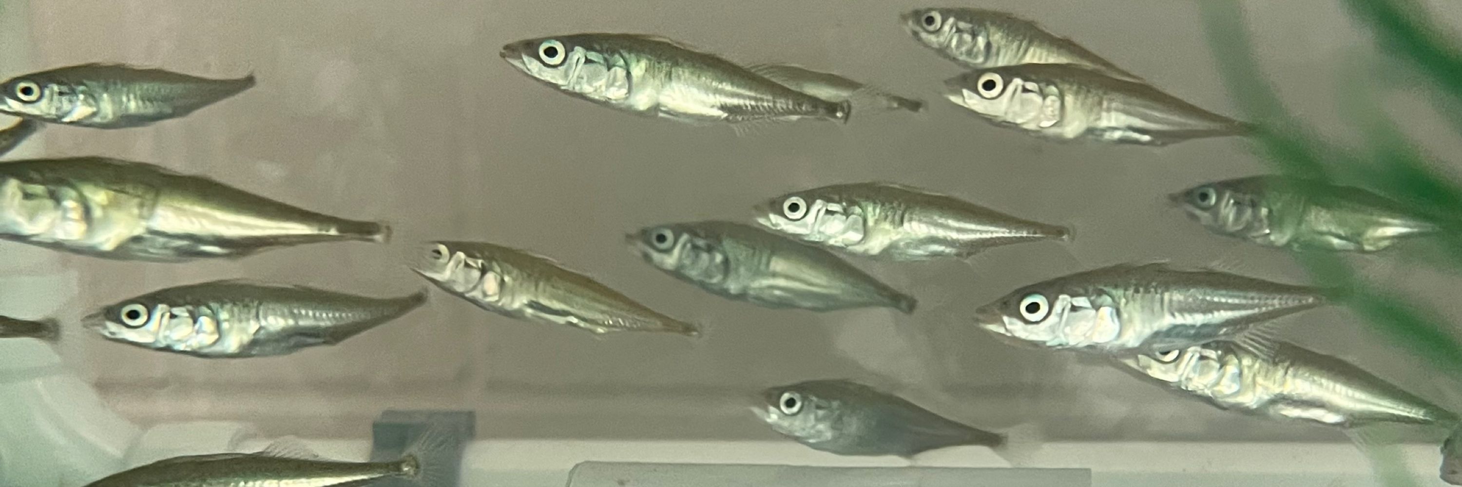Stickleback Stock Center at UConn