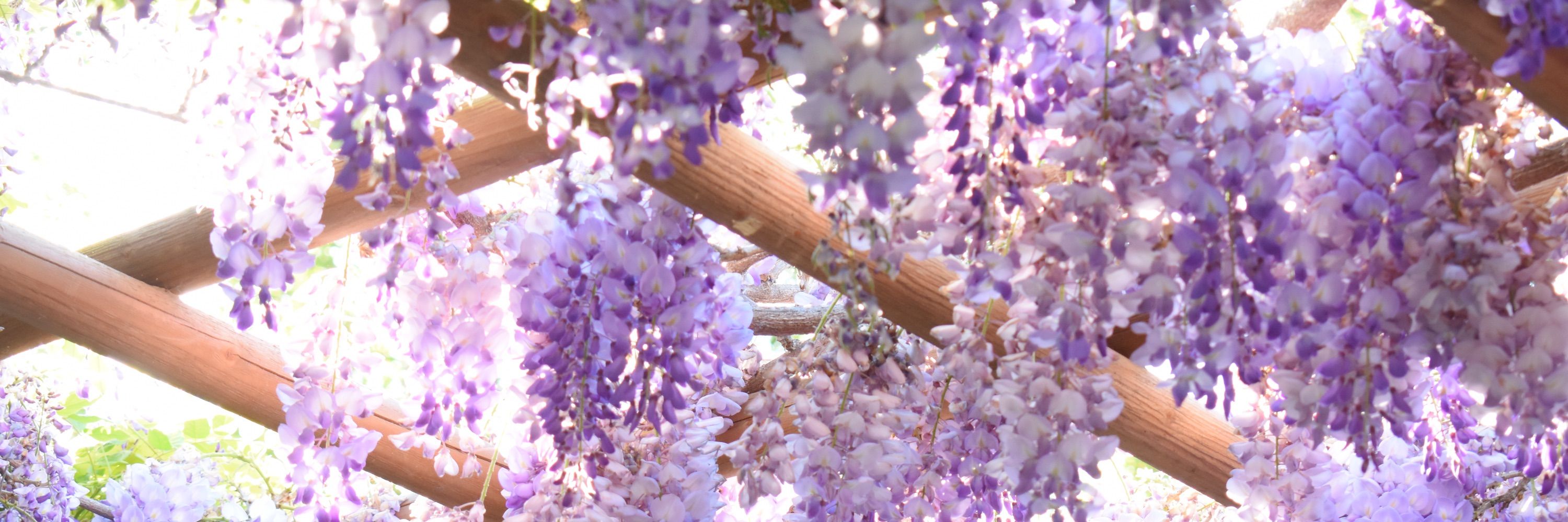 Mei Mei🌸