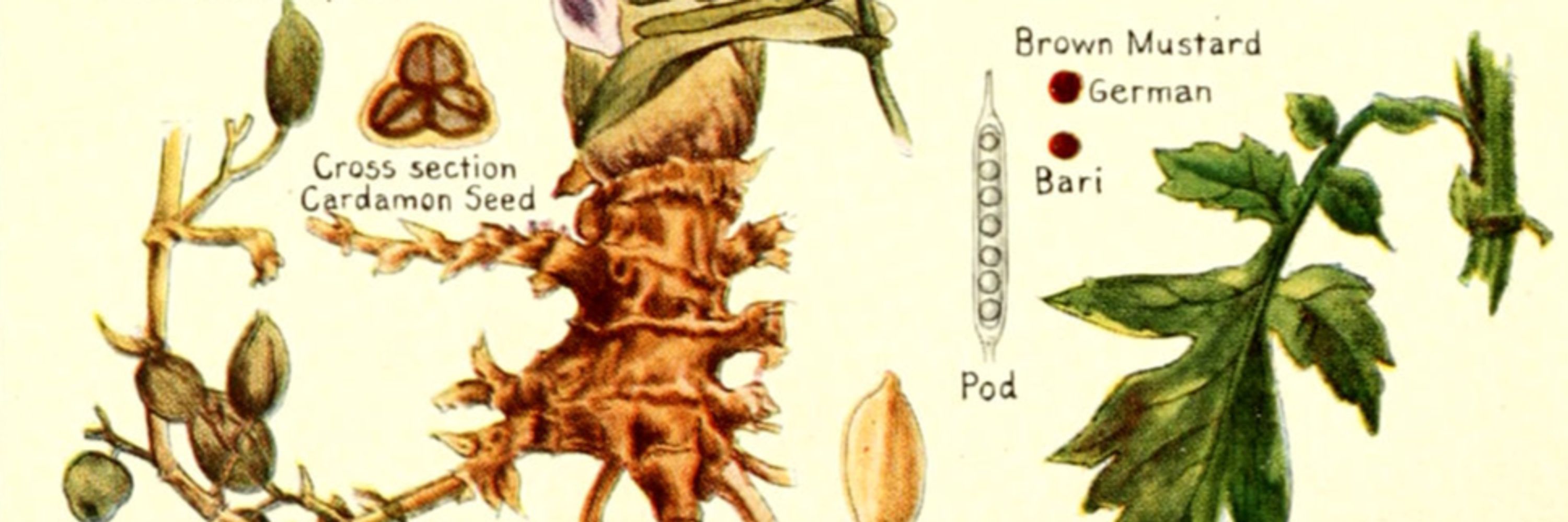 Haunted Spice Trade Association
