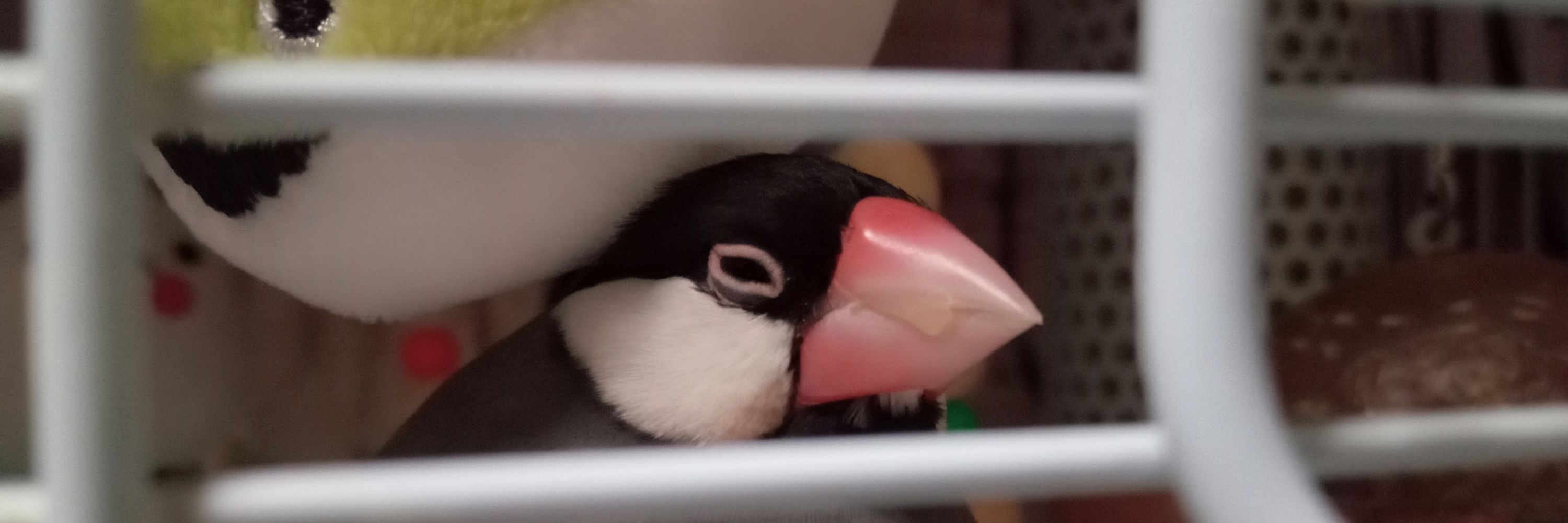ぼぉんぶんち
