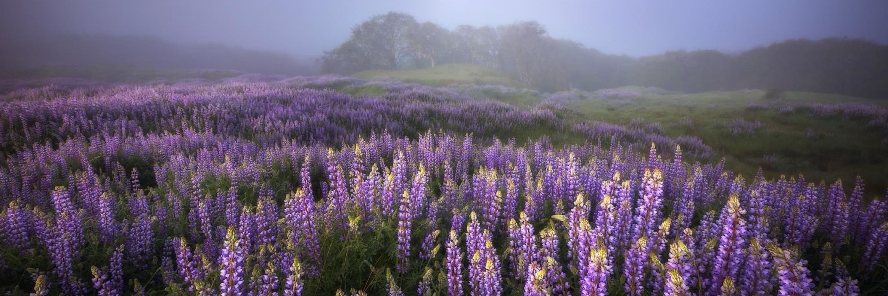 Sean Bagshaw
