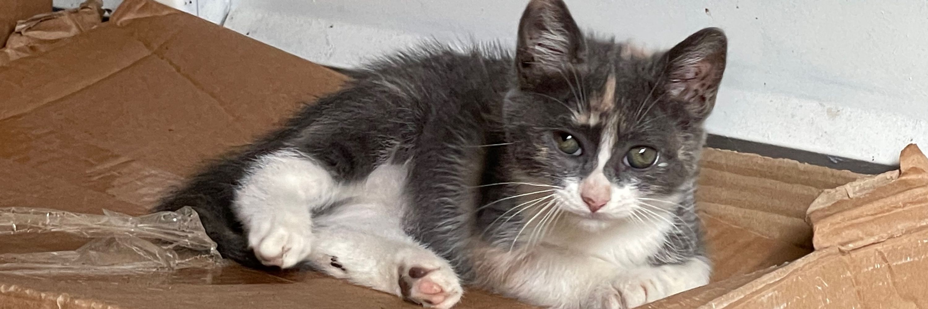 Spaying it Forward