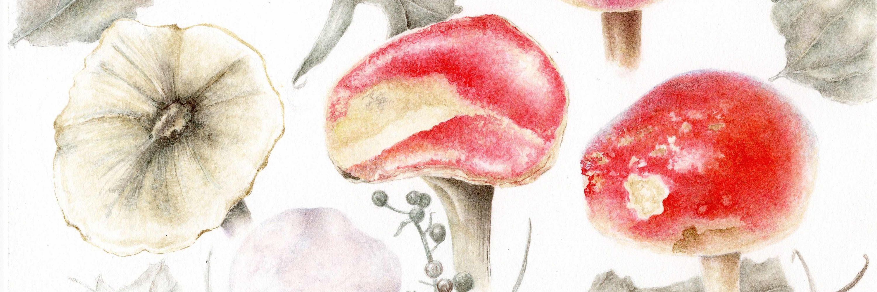 Botanical Art Notes