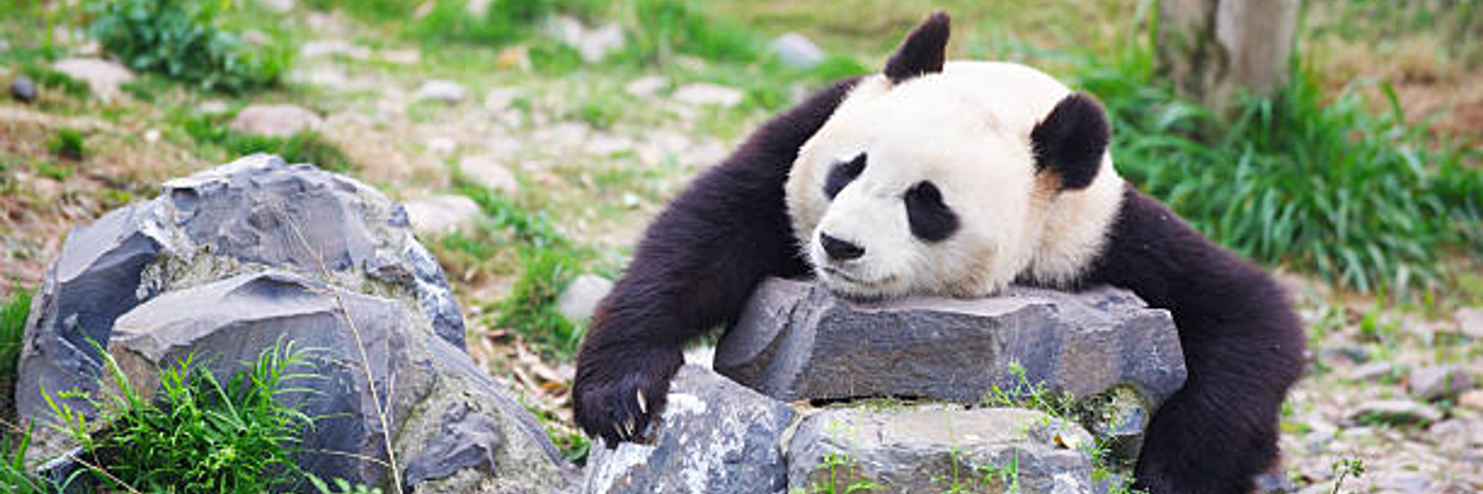 Just Panda is fine.