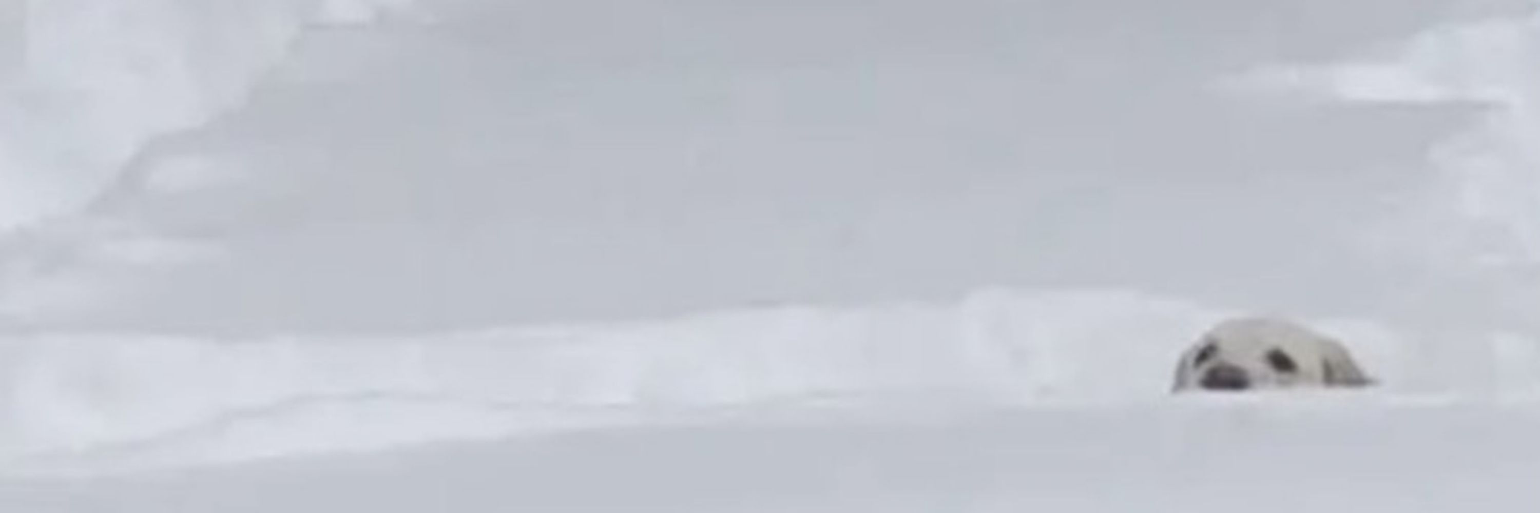 myo