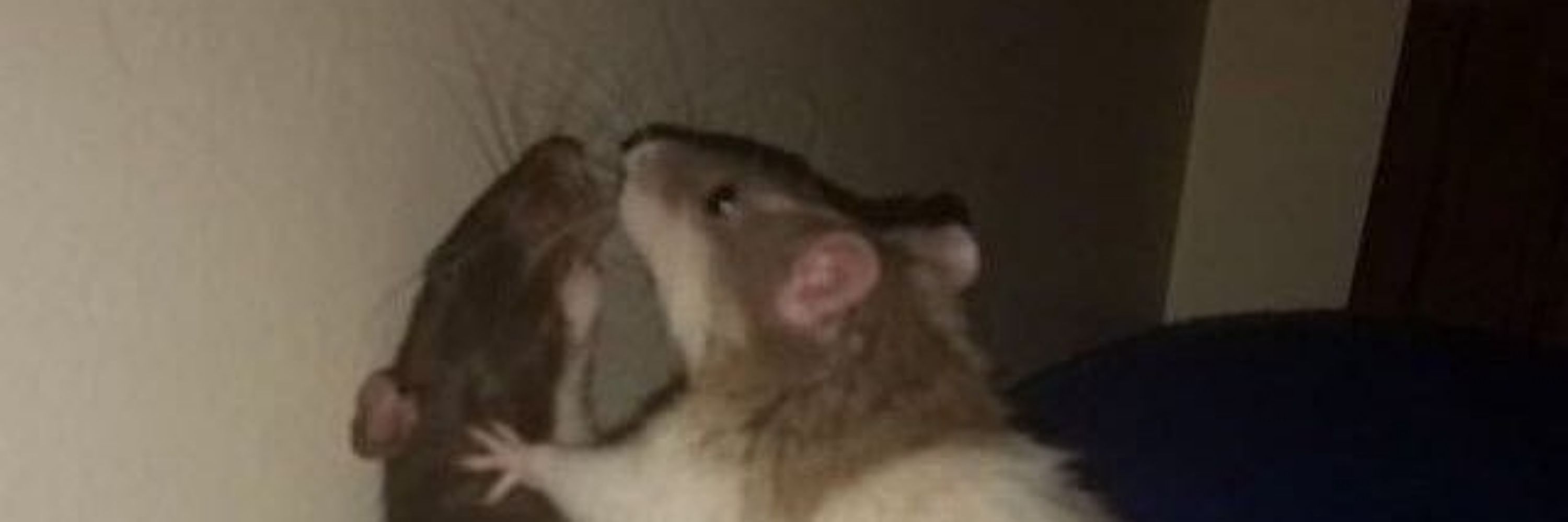 Bea