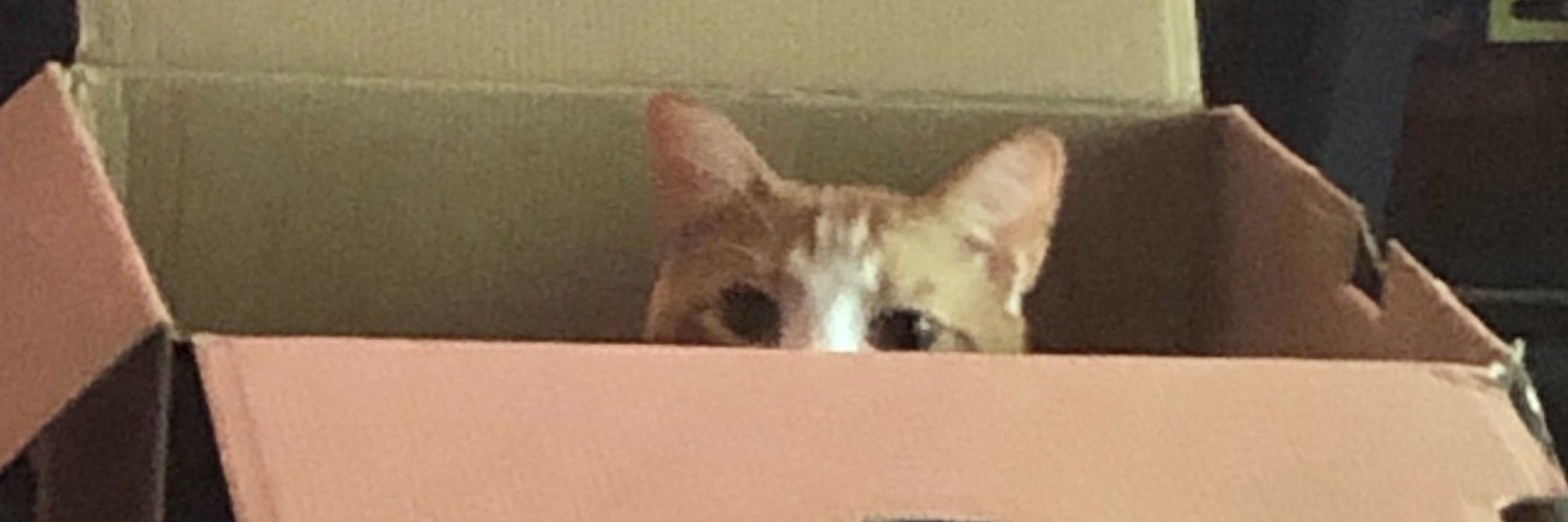 theOther_DJKitty