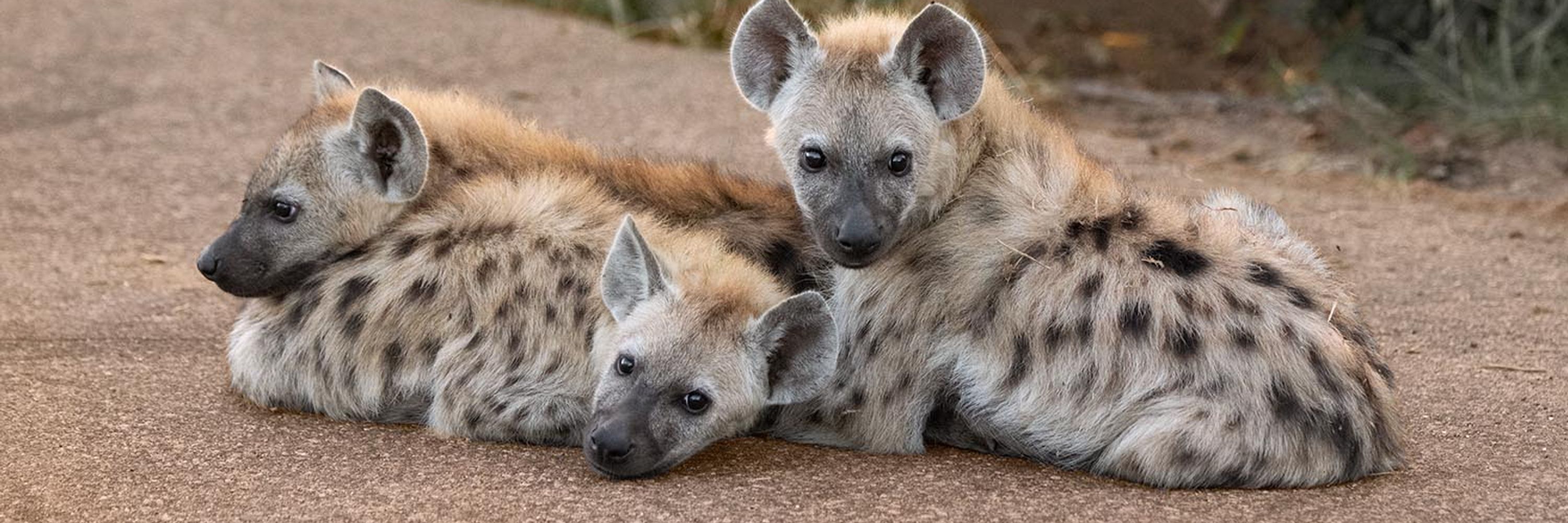 A Spotted Hyena