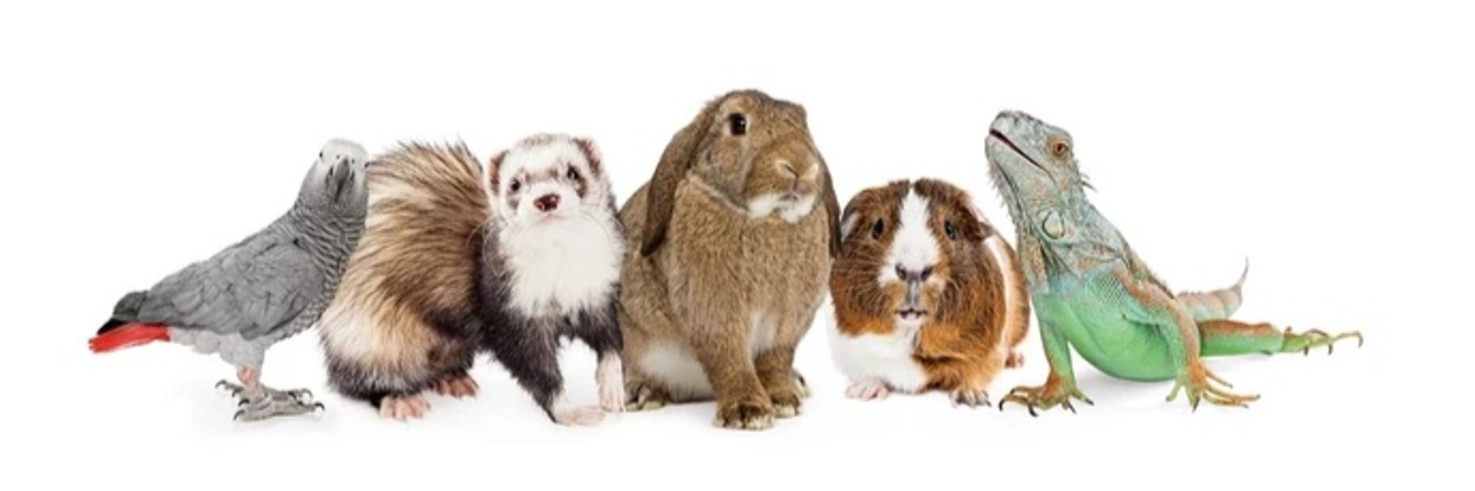 Avian and Exotics Service at Pet Emergency and Specialty Center