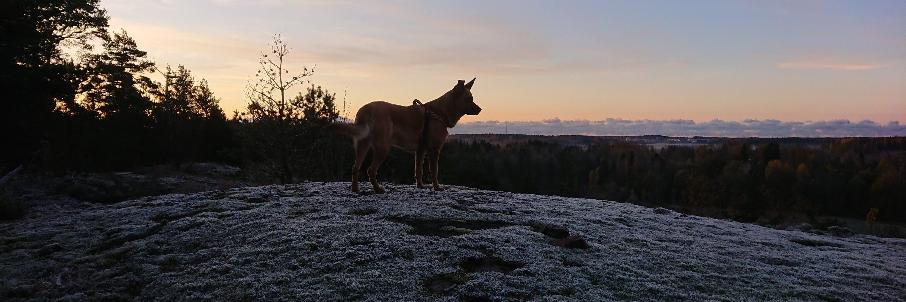 Profile banner