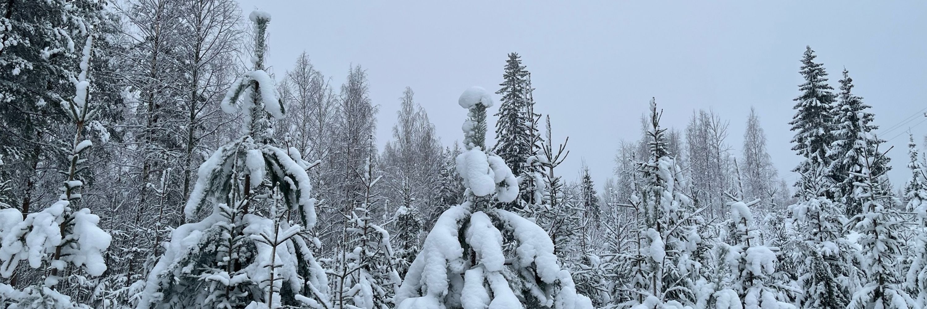 Anna-Kaisa Itkonen