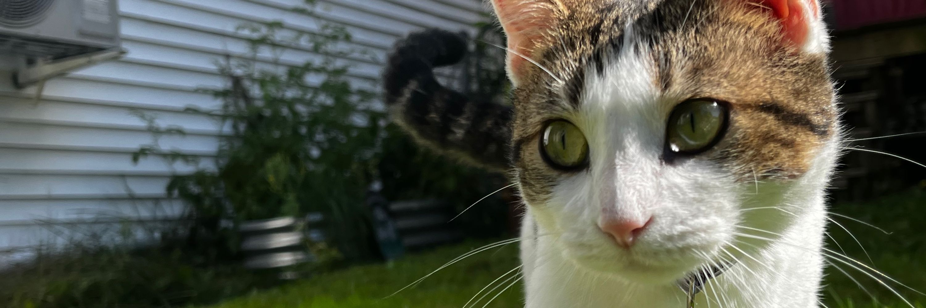 Aurora!