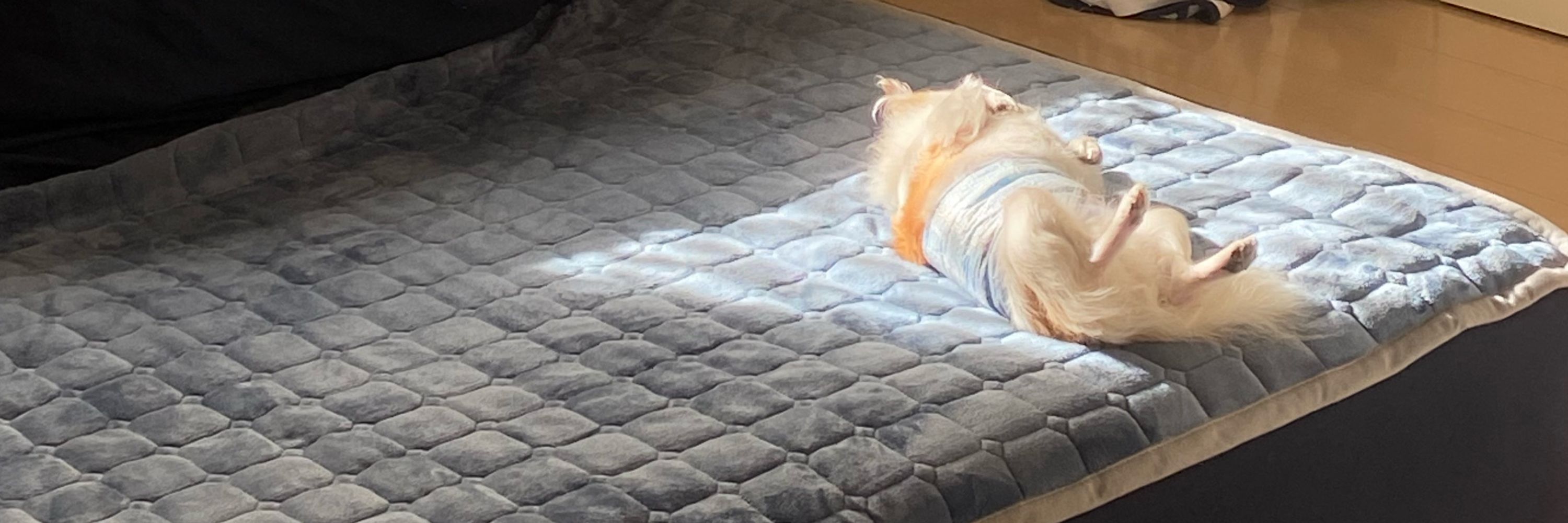 しらいし