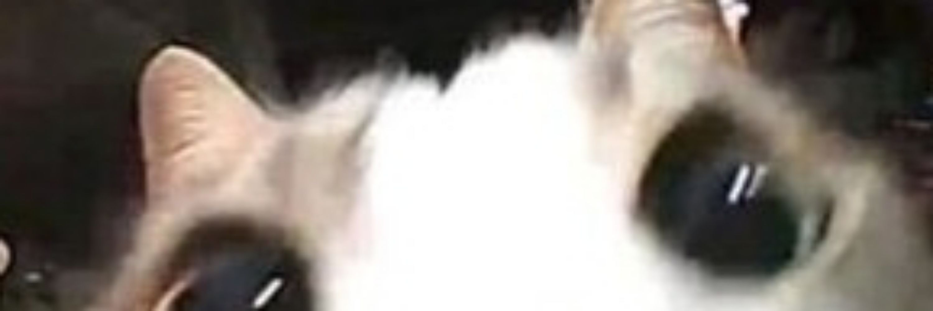 jije