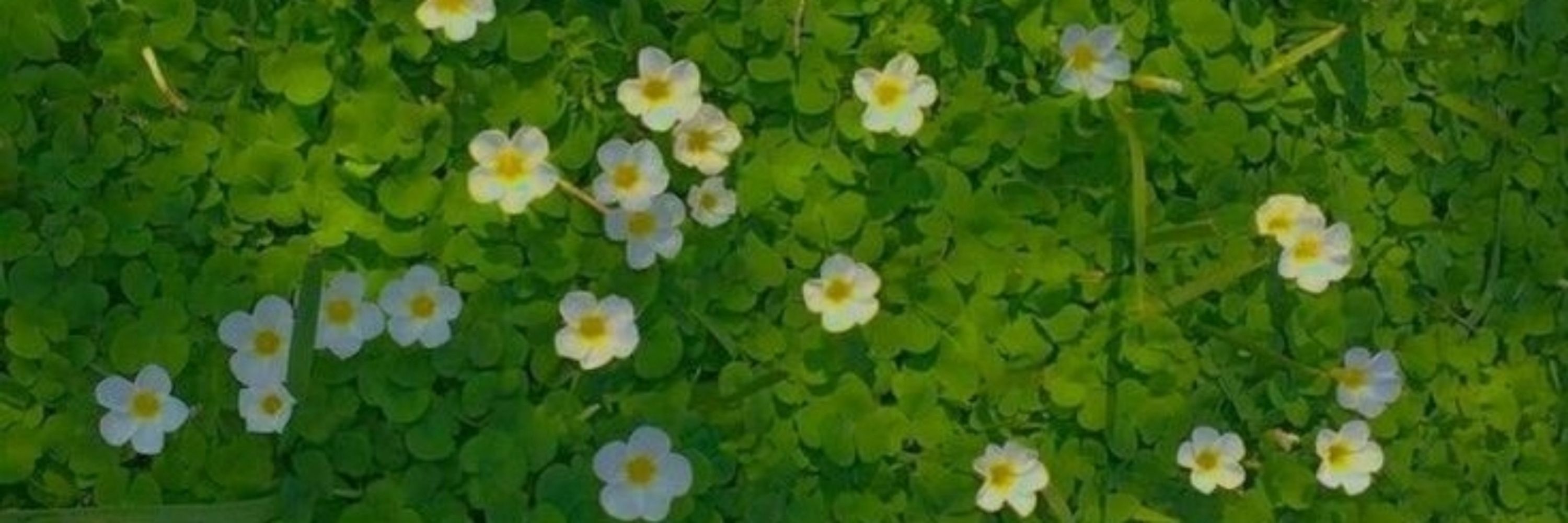 Clove🍀
